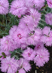 Dianthus gratianapolitanus 'Clove Pink'